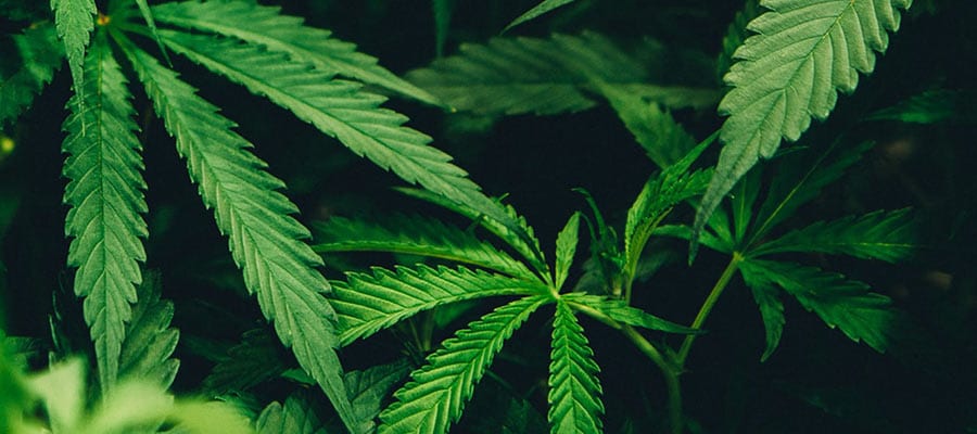 Services By Industry Cannabis Marijuana