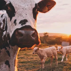 Farming Agriculture study odour odor pollutants air quality monitoring perimeter analysis complaints government regulations