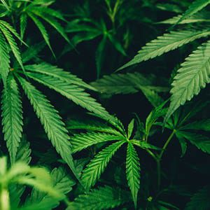 cannabis odour neighborhood complaints regulations industry marijuana odourous odorous smell smelly