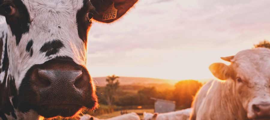 Services by Industry Livestock and Agriculture