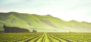 Nitrogen Based Fertilizers